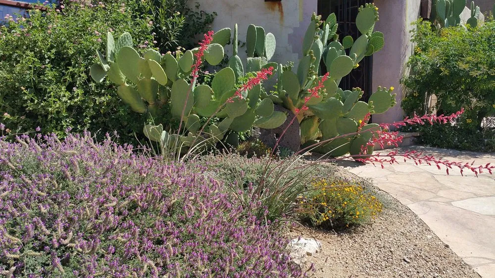 Trusted outdoor landscaping with custom design across Tucson, AZ - EcoSense Sustainable Landscapes