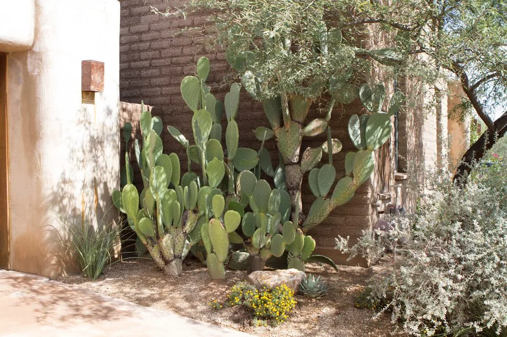 Local landscape installation in Tucson, AZ - EcoSense Sustainable Landscapes