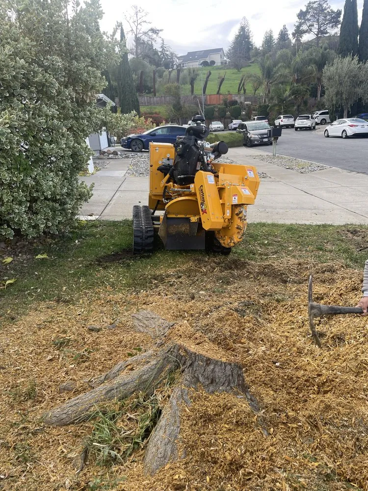 Reliable yard cleanup service in Fremont, CA by Ecosite Landscaping