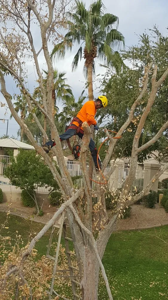 Custom landscape design in Gilbert, AZ - Ecosphere Landscaping