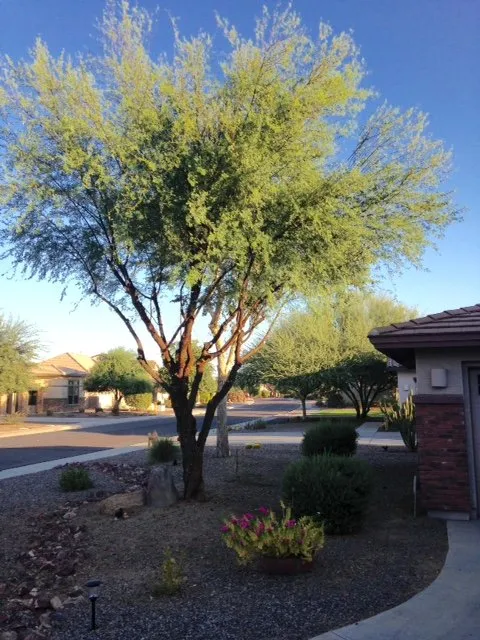 Expert lawn mowing service with custom design in Gilbert, AZ by Ecosphere Landscaping