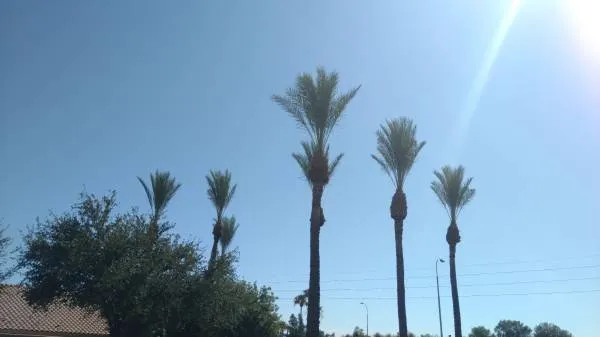 Professional lawn mowing service for residential properties in Gilbert, AZ by Ecosphere Landscaping