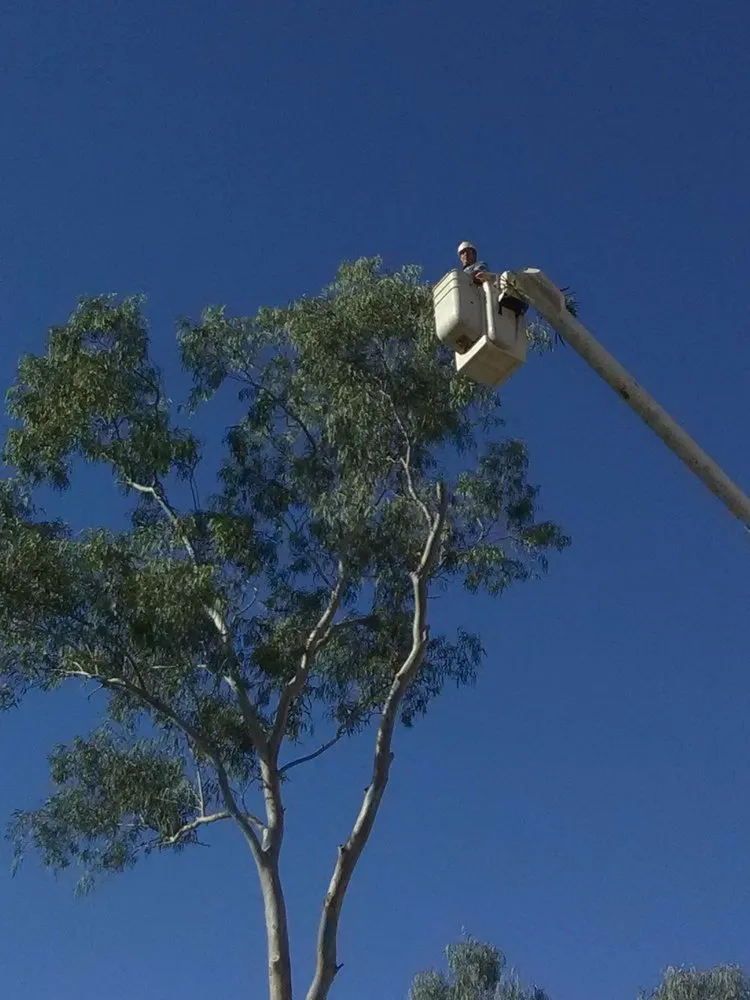 Reliable lawn care service experts serving Gilbert, AZ - Ecosphere Landscaping