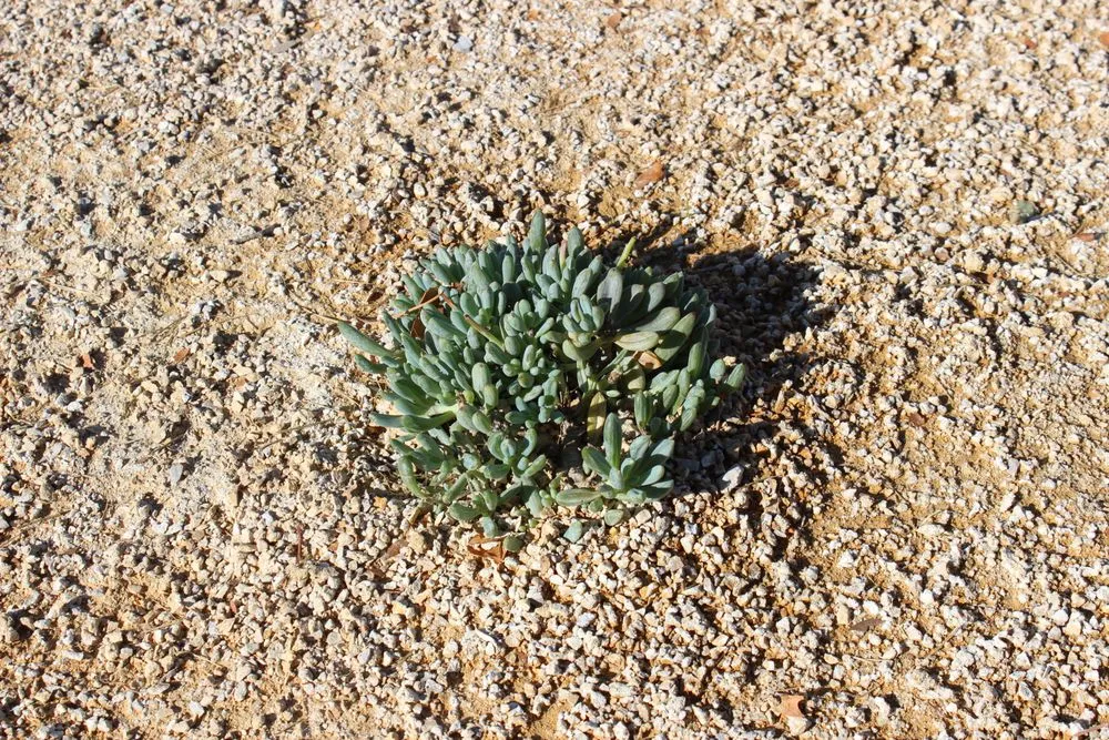 Trusted landscape design in Pomona, CA by EcoTech Services