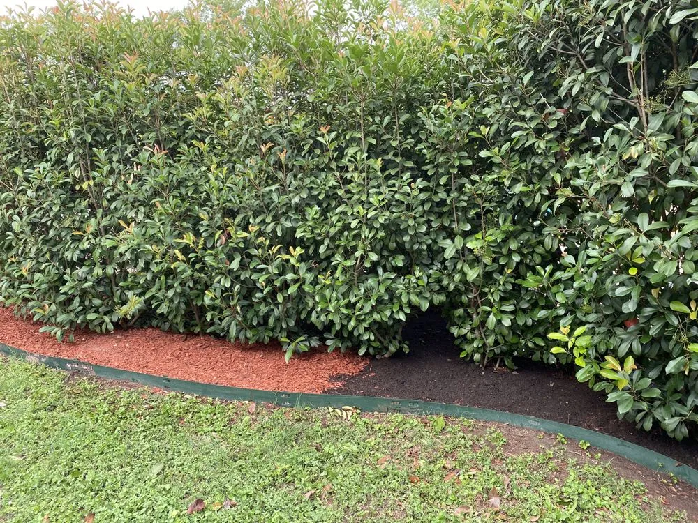 Top-rated yard cleanup service in San Antonio, TX by Ecoterra Landscaping & Irrigation