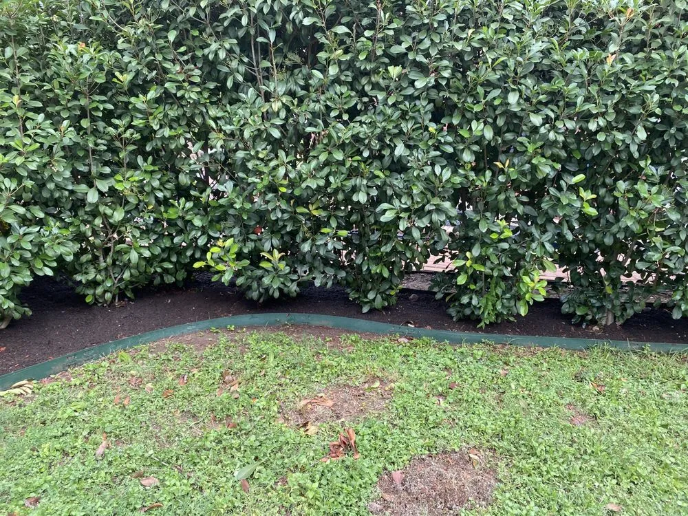 Local landscape design for beautiful yards across San Antonio, TX - Ecoterra Landscaping & Irrigation