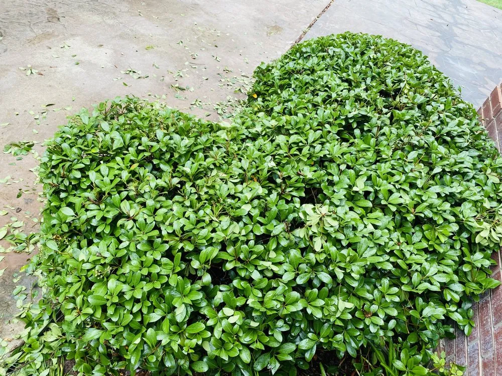 Local landscaping services in San Antonio, TX - Ecoterra Landscaping & Irrigation