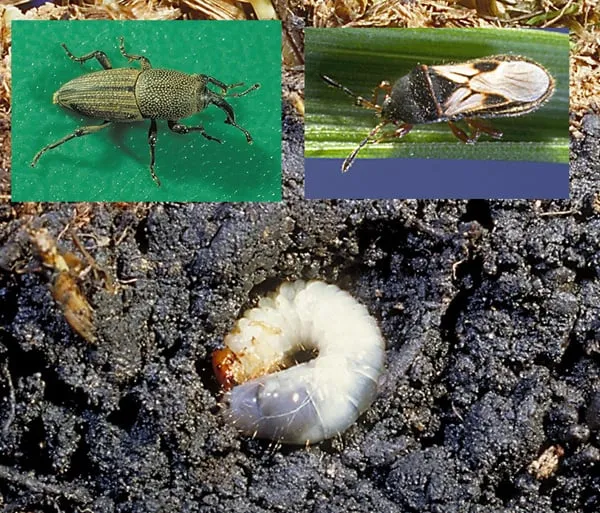 Reliable landscaping services for homes in Sterling Heights, MI by EcoTurf Lawn Care