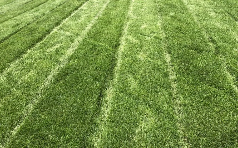 Top-rated landscape design with custom design in Windsor, CO by EcoTurf of Northern Colorado