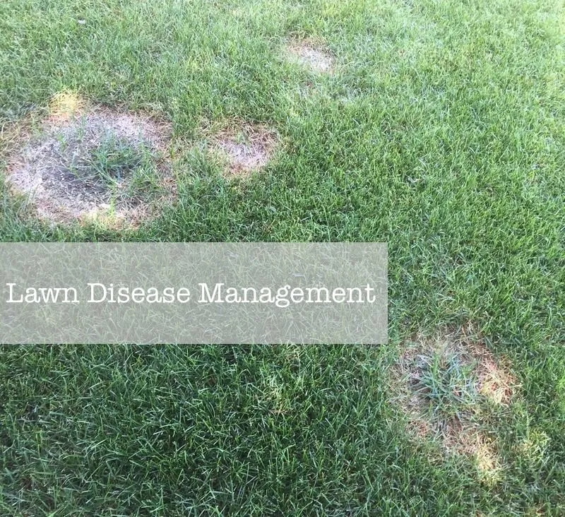 Reliable landscape installation in Windsor, CO by EcoTurf of Northern Colorado