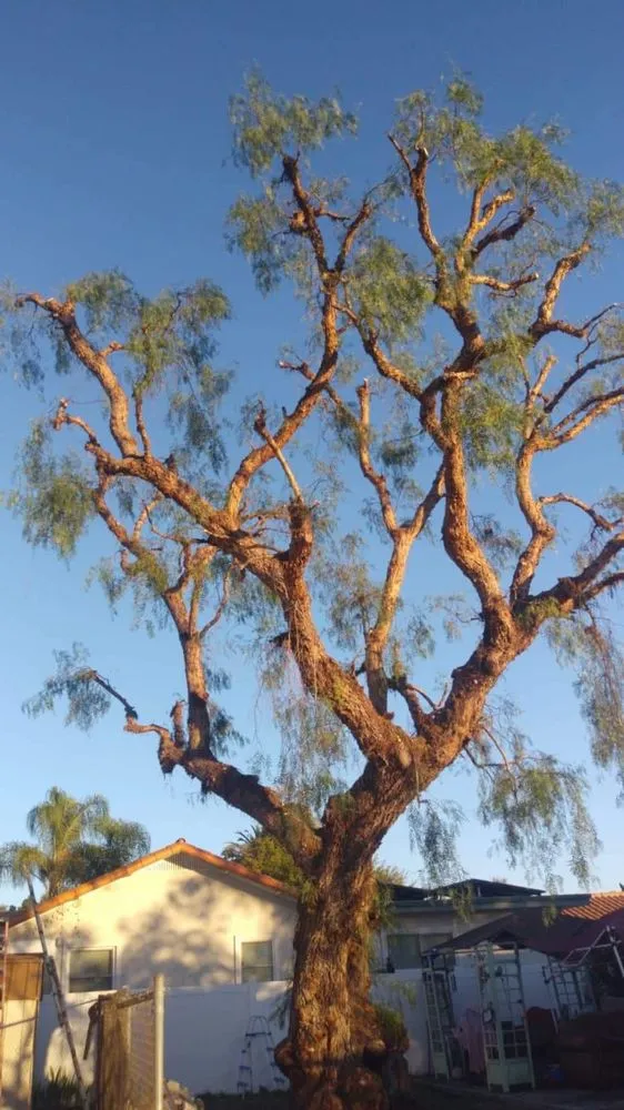 Reliable landscaping services with custom design across South Gate, CA - Ecoview Landscaping Services