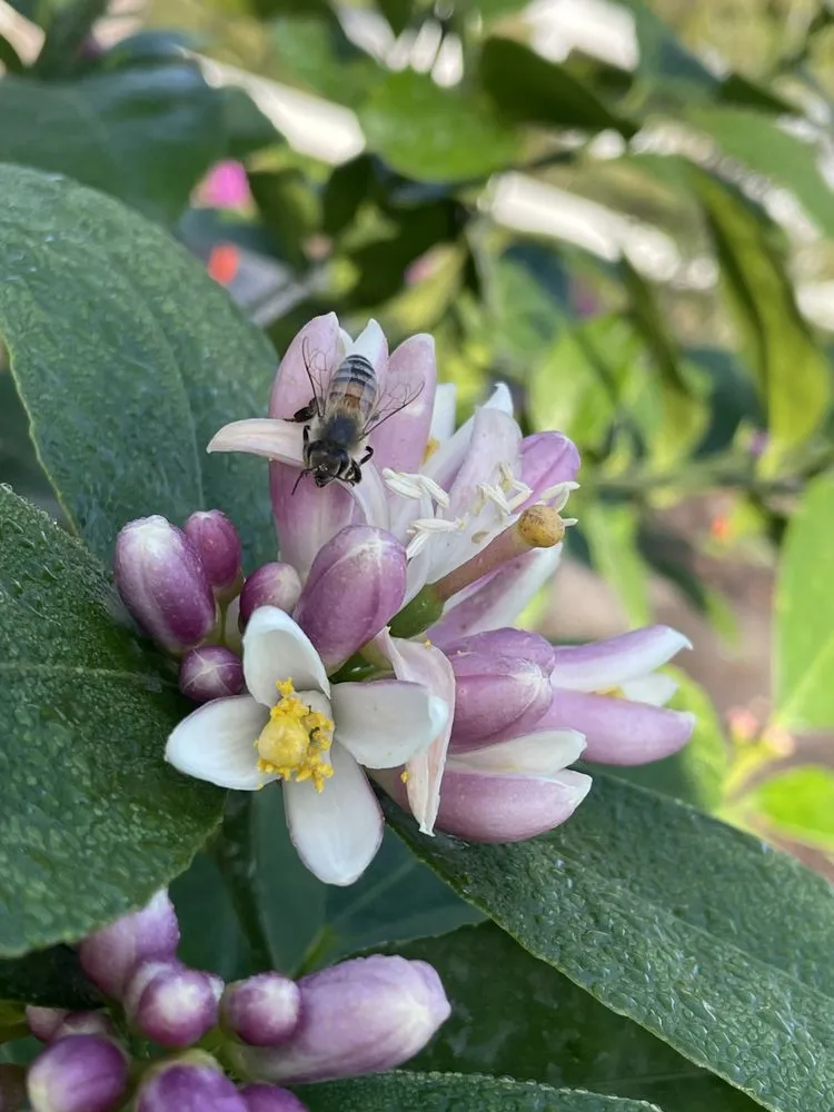 Professional yard cleanup service in North Fort Myers, FL - Ecovision