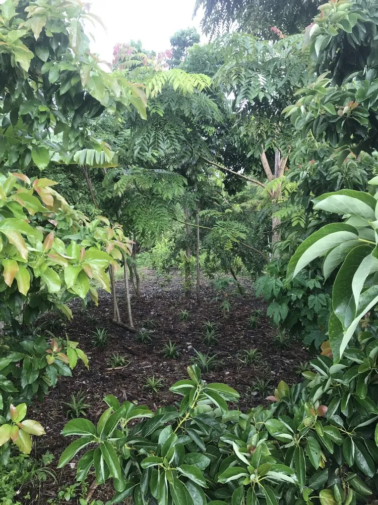 Professional residential landscaping in North Fort Myers, FL - Ecovision