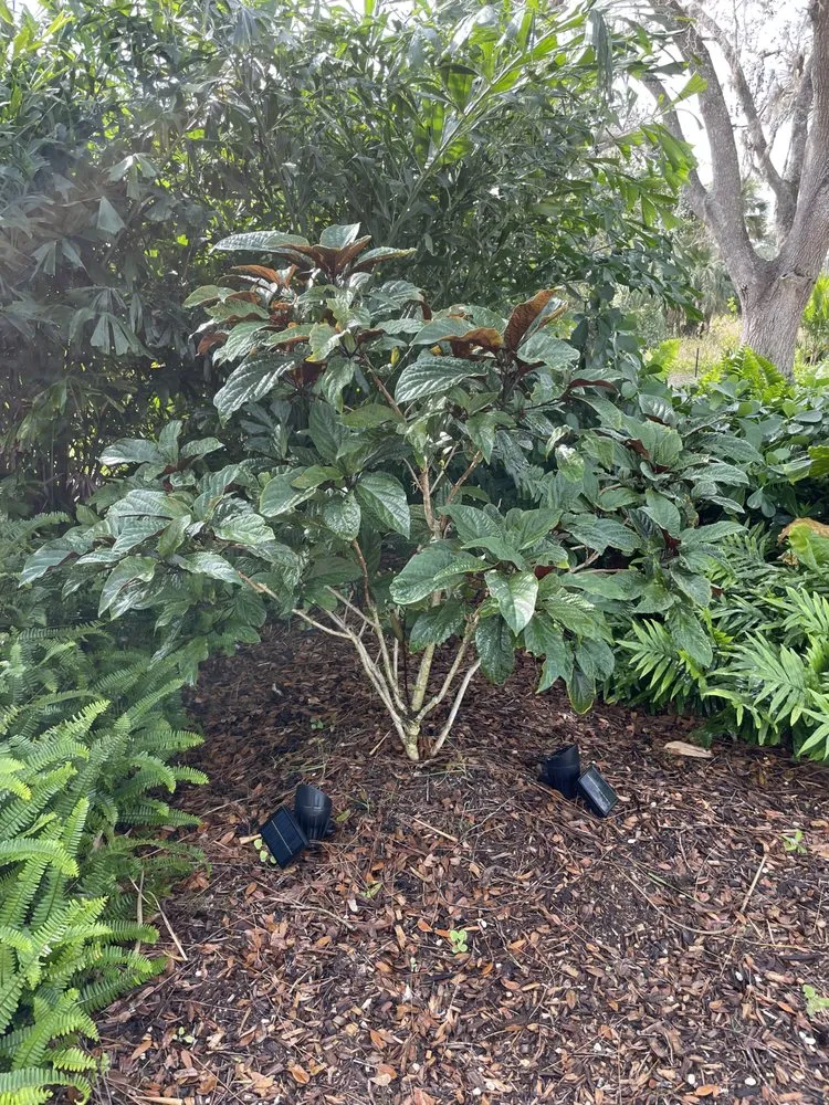 Reliable yard maintenance for beautiful yards in North Fort Myers, FL by Ecovision