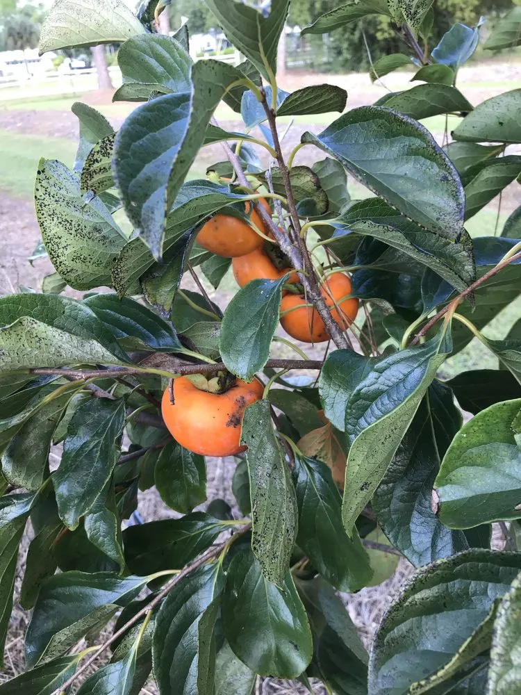 Reliable landscape installation for outdoor upgrades across North Fort Myers, FL - Ecovision