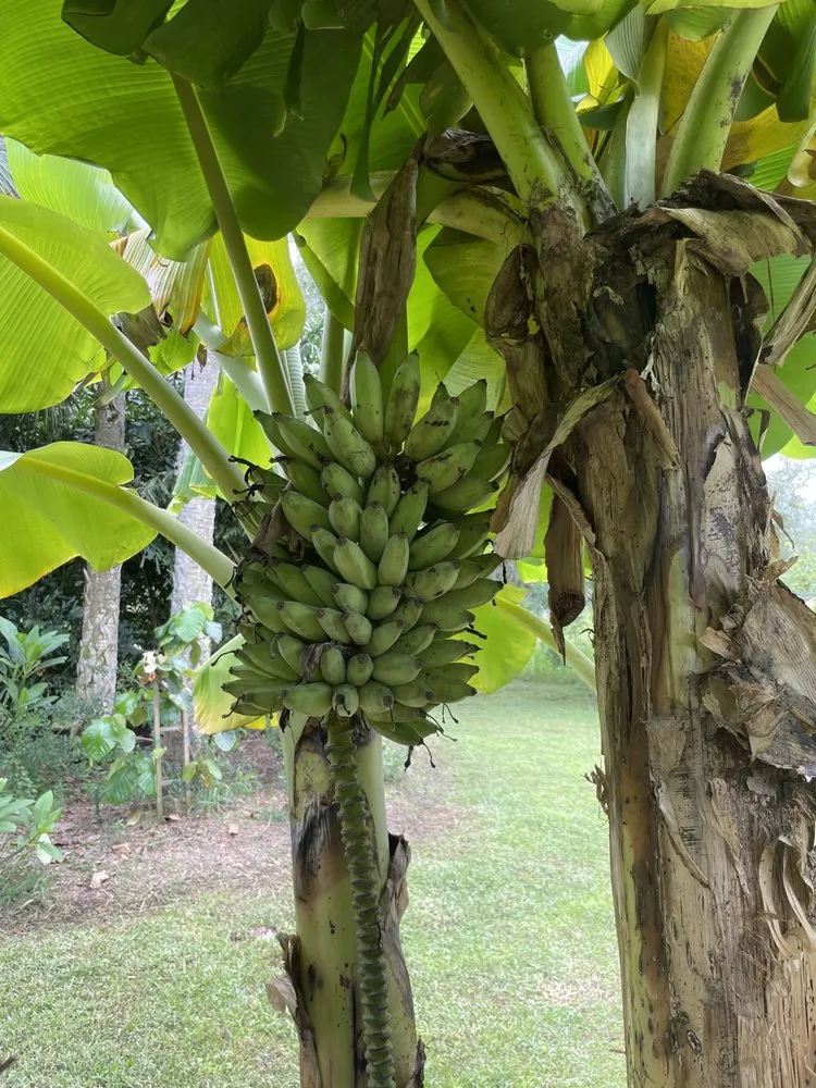 Custom yard cleanup service in North Fort Myers, FL by Ecovision