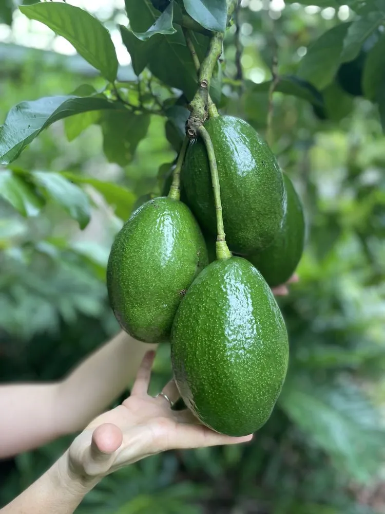 Affordable landscape design experts serving North Fort Myers, FL - Ecovision