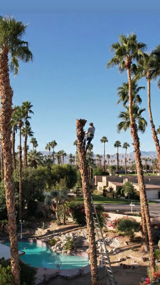 Trusted yard maintenance experts serving Palm Desert, CA - Ecovista Landscape & Tree Co.