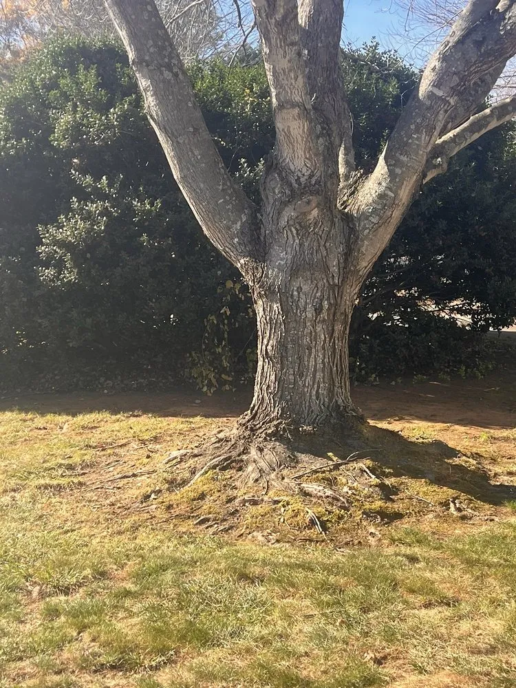 Professional residential landscaping for year-round maintenance across Lexington, NC - Ecovista Lawn Care & Landscaping