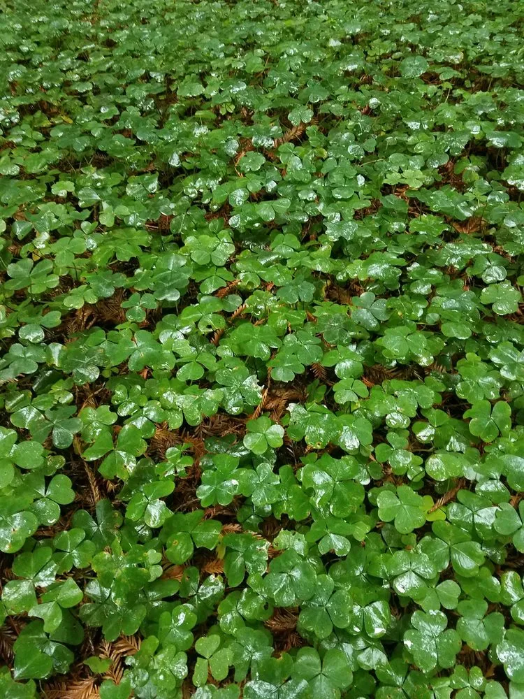 Expert yard maintenance near you in Seattle, WA by Ecoyards