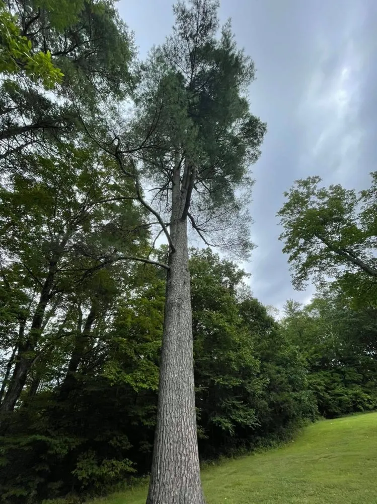 Affordable yard cleanup service in Seymour, TN by ECR Total Landscapes