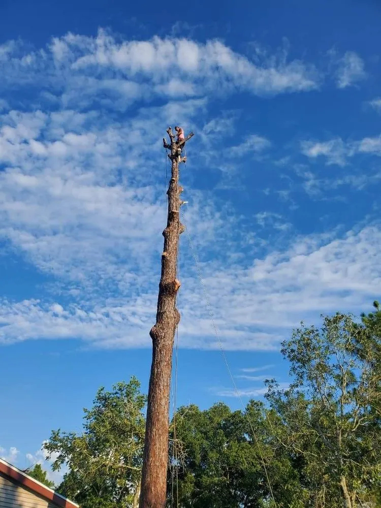 Trusted lawn care service in Masaryktown, FL - Ecstatic Landscaping