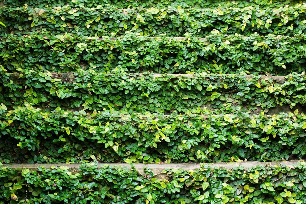 Expert outdoor landscaping in Roswell, GA by Ed Castro Landscape Inc