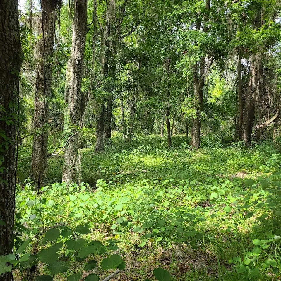 Local yard maintenance for outdoor upgrades in Dunnellon, FL by Ed Earl's Bush Hog service