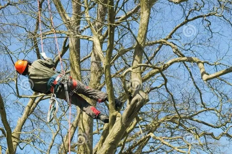 Reliable yard maintenance in Providence, RI by ED Professional Tree Service