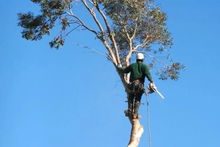 Affordable garden landscaping for residential properties in Providence, RI by ED Professional Tree Service