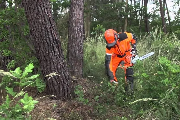 Affordable residential landscaping in Providence, RI by ED Professional Tree Service