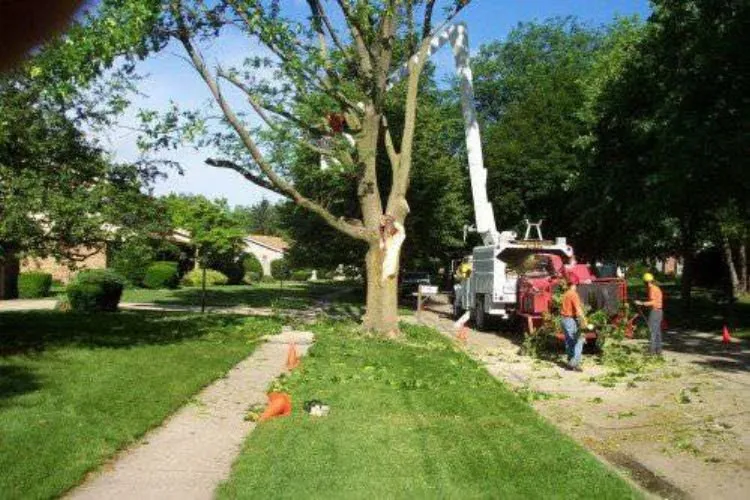 Affordable landscaping services in Providence, RI - ED Professional Tree Service
