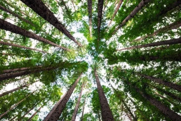 Reliable lawn mowing service experts serving Providence, RI - ED Professional Tree Service