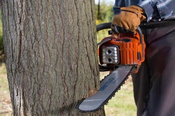 ED Professional Tree Service Logo