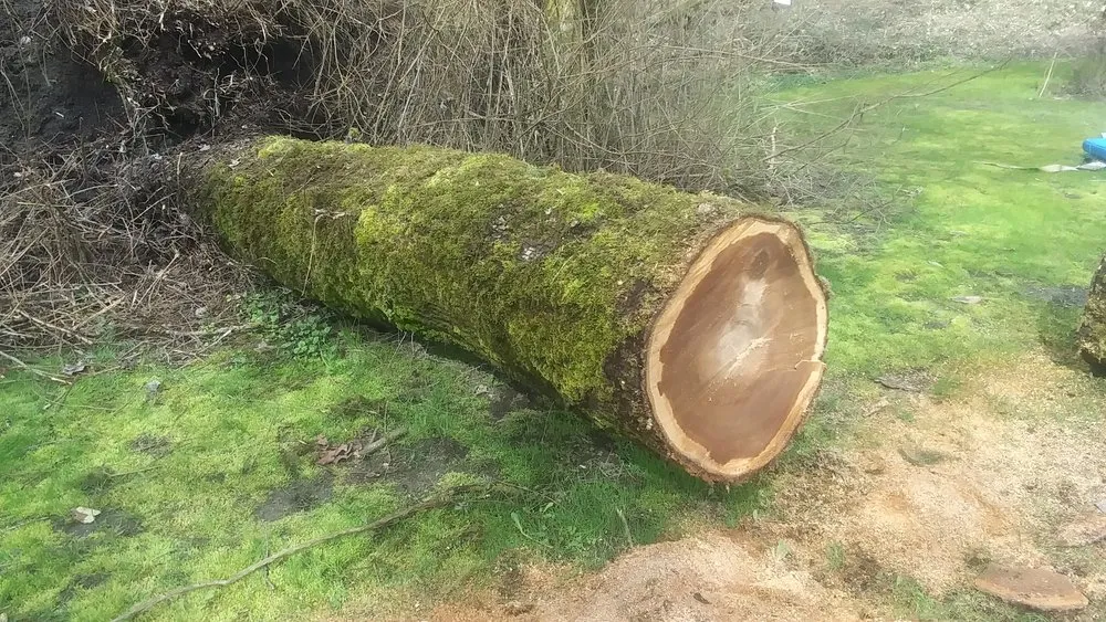 Expert yard maintenance in Sedro-Woolley, WA by Eddie Gilseth