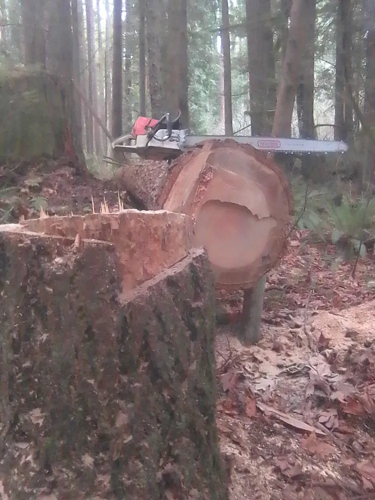 Trusted lawn care service for year-round maintenance across Sedro-Woolley, WA - Eddie Gilseth