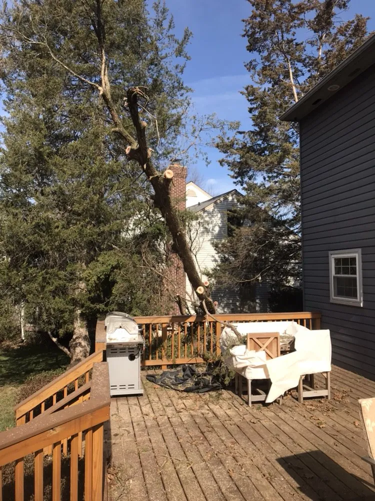 Top-rated lawn care service in Reva, VA by Eddie Nichols Tree & Landscaping