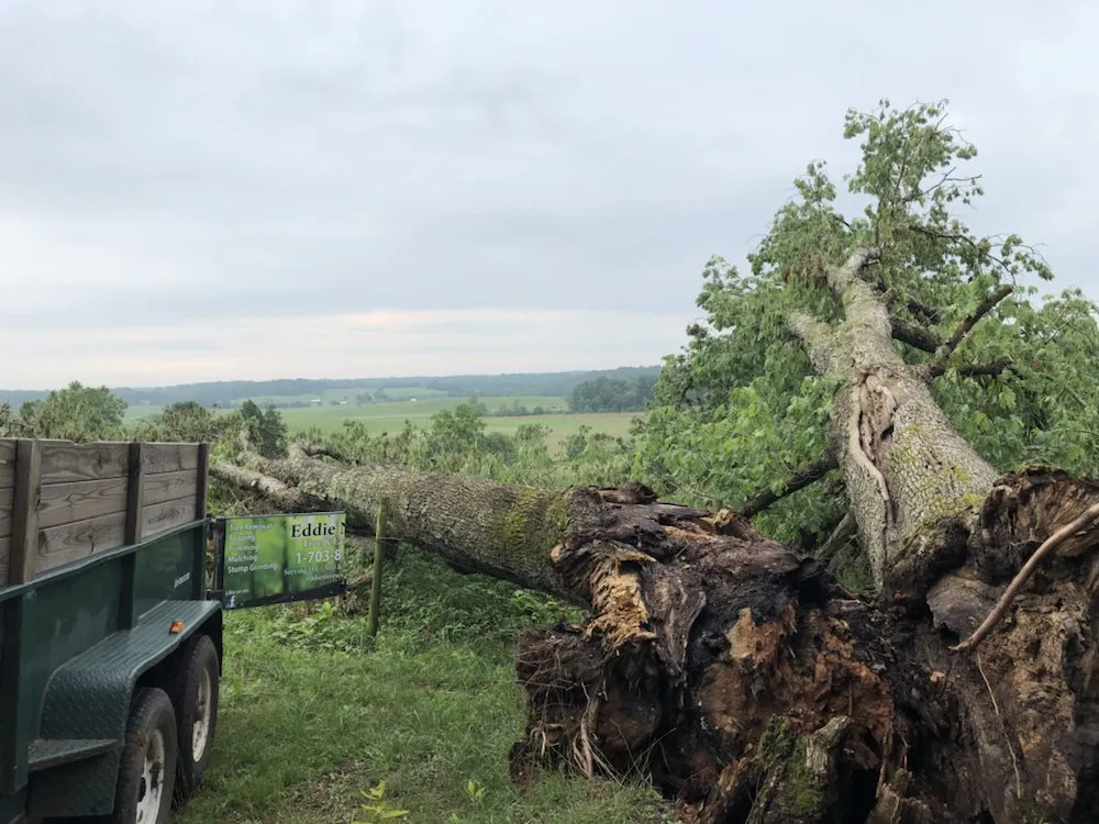 Local lawn care service in Reva, VA - Eddie Nichols Tree & Landscaping