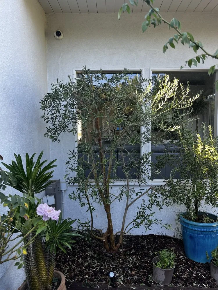 Expert lawn care service in Sylmar, CA by Eddie’s Landscaping And Tree Service