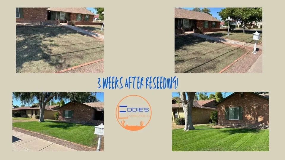 Top-rated residential landscaping near you in Mesa, AZ by Eddie's Landscaping