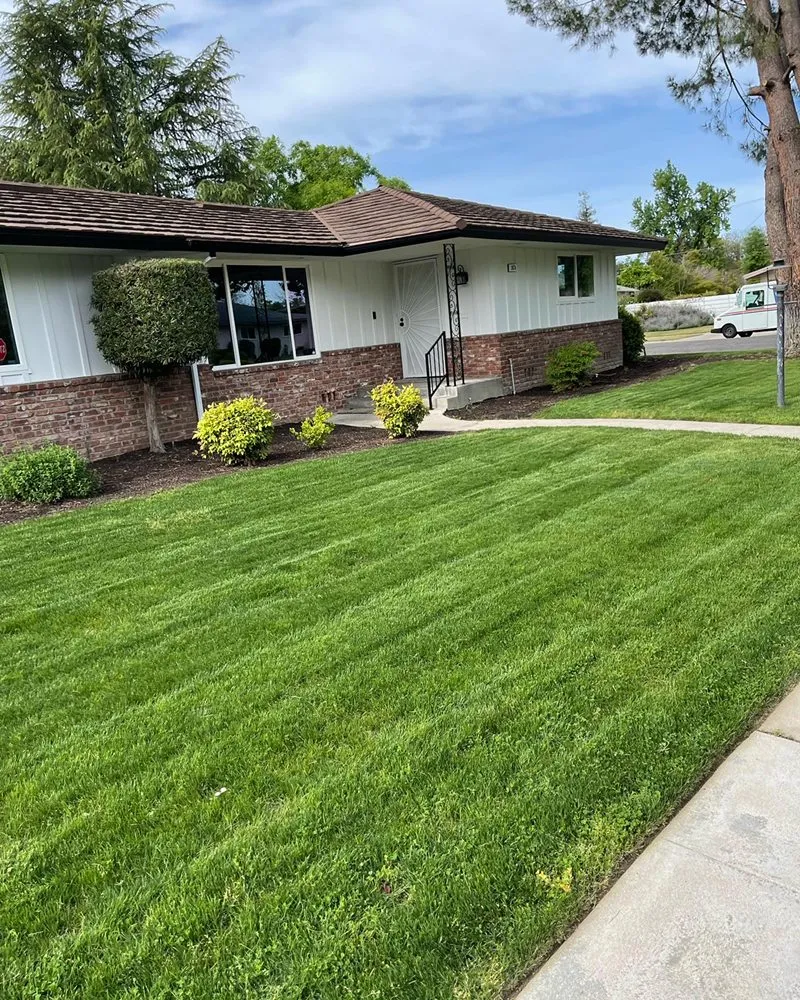 Professional yard cleanup service in Fresno, CA by Eddies Lawn Maintenance