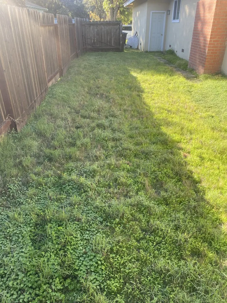 Custom lawn mowing service experts serving Lodi, CA - Eddie's LawnCare & Maintenance