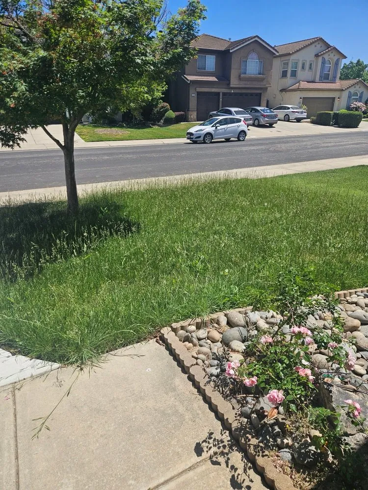 Top-rated lawn care service for beautiful yards across Lodi, CA - Eddie's LawnCare & Maintenance