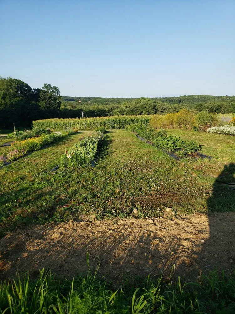 Local yard cleanup service near you in Hermitage, PA by Eddie's Outdoor Service