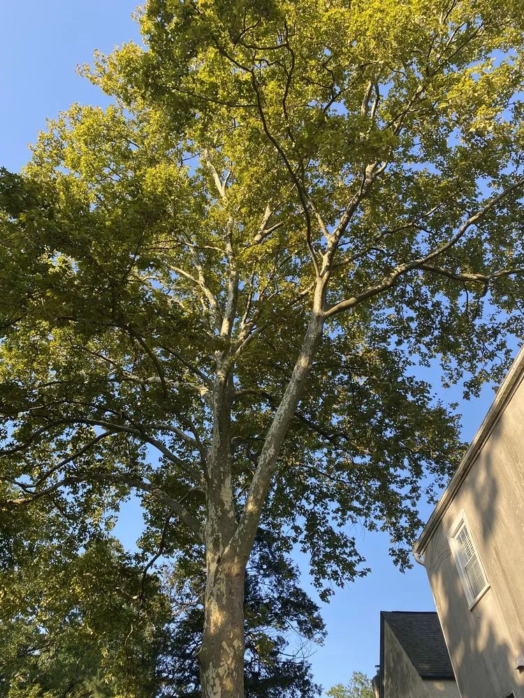 Affordable yard maintenance near you in Hatboro, PA by Eddies Tree & Landscaping