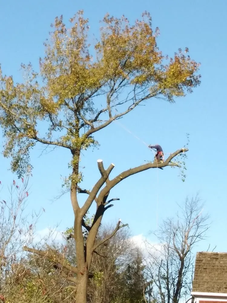 Expert landscape installation experts serving Hatboro, PA - Eddies Tree & Landscaping