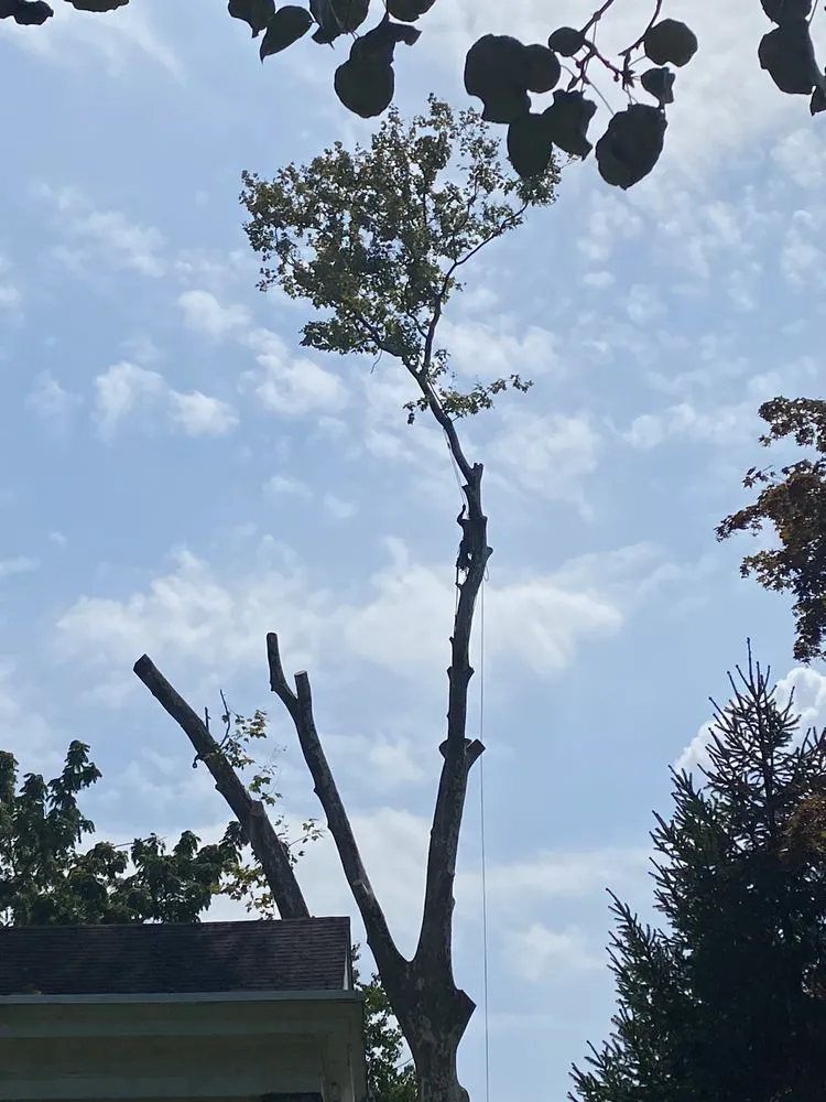 Custom landscape design experts serving Hatboro, PA - Eddies Tree & Landscaping