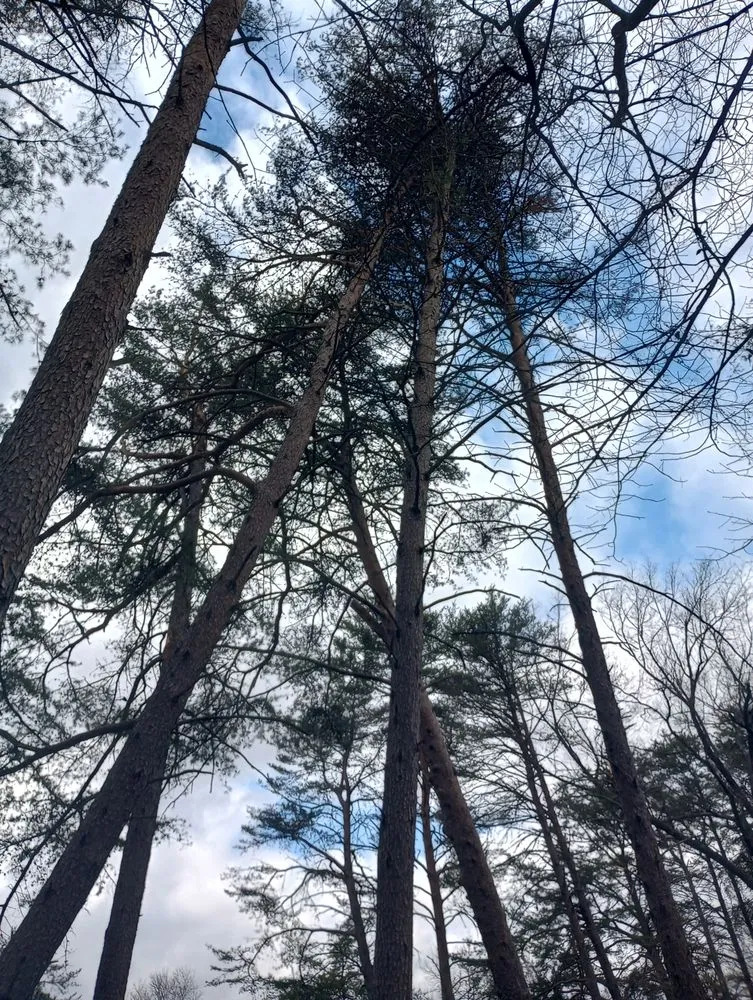 Custom lawn mowing service in Radcliff, KY - Eddie's Tree Service & Landscaping