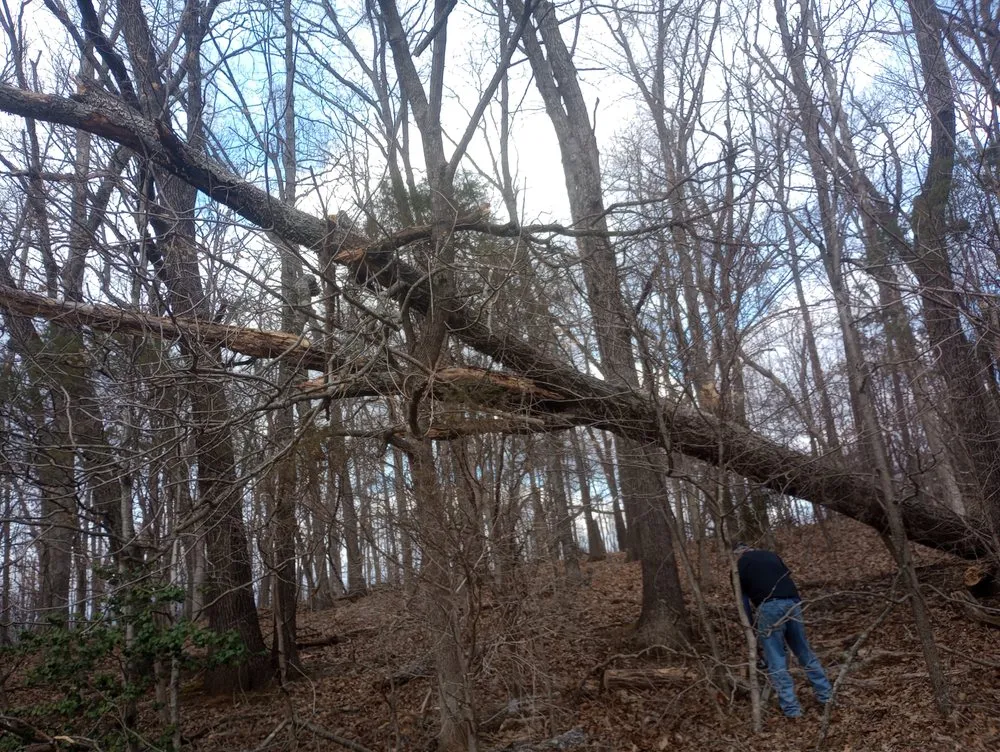 Professional landscape design near you in Radcliff, KY by Eddie's Tree Service & Landscaping