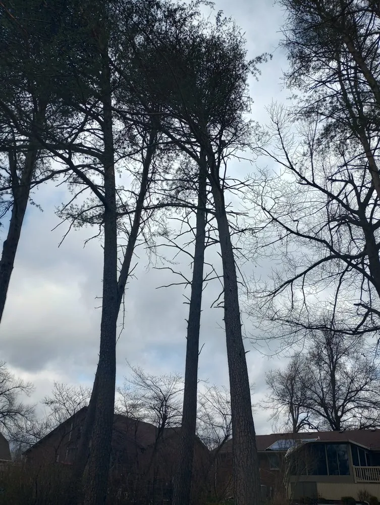 Trusted outdoor landscaping in Radcliff, KY - Eddie's Tree Service & Landscaping